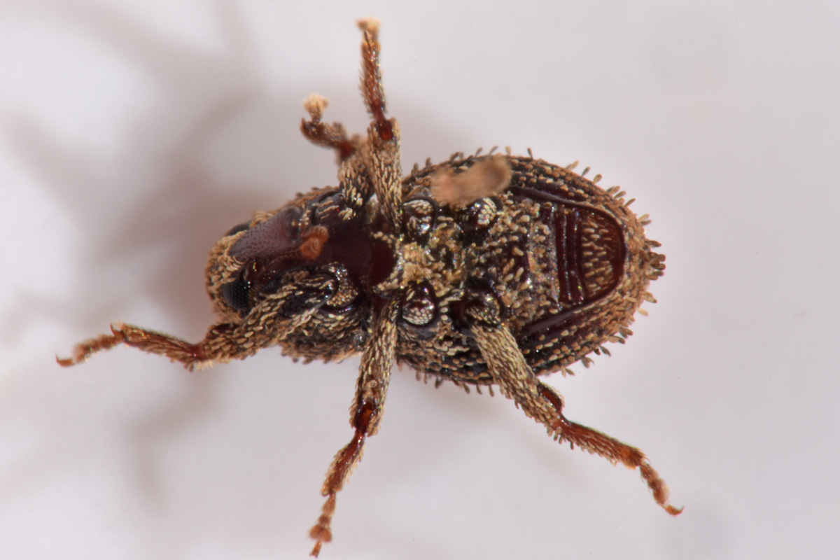 Curculionidae: Acalles sp?  S, Acalles temperei!